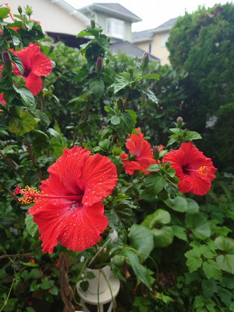 朝の小さな楽しみ