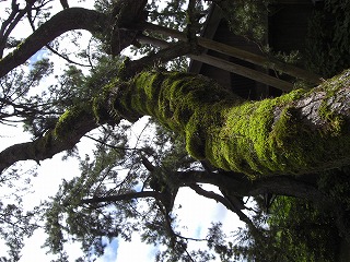 amanohasidatehikone6.jpg